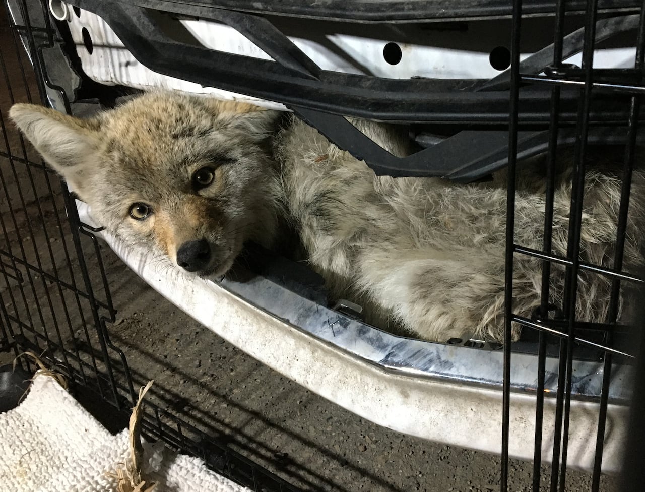 A coyote looks out of the front grille of car.