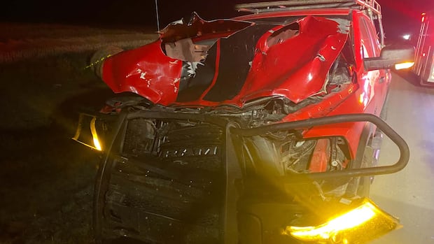 Sask. survivor of crash with moose shares warning about road dangers from wildlife