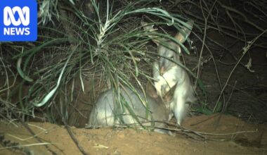 Foxes, feral cats spotted in first camera survey of Malupirti springs