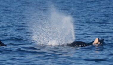 Dead orca calf spotted off Vancouver Island
