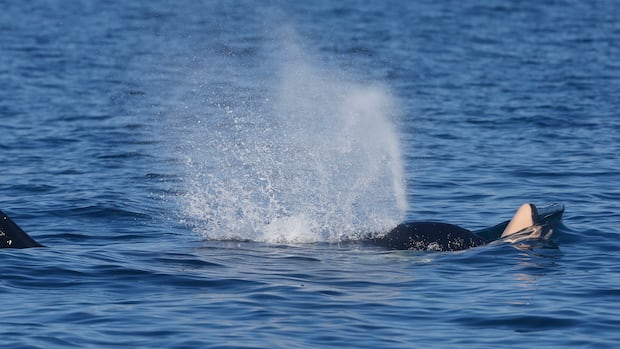Dead orca calf spotted off Vancouver Island