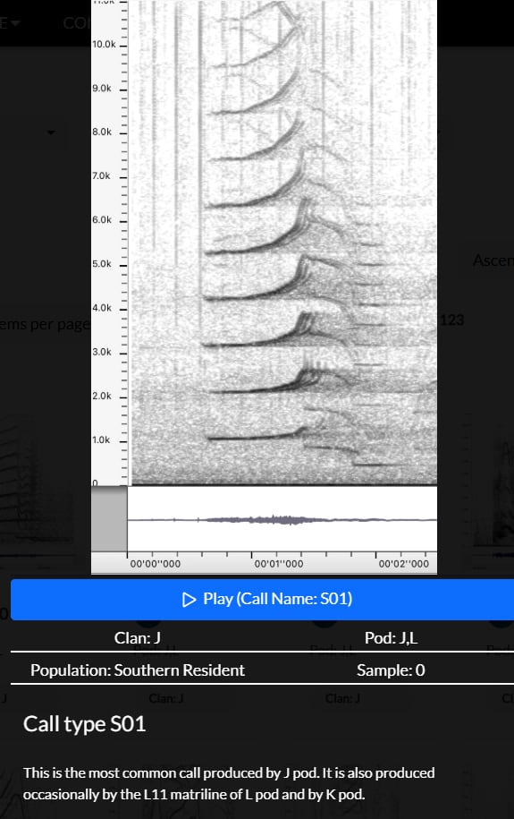 An audio player with a waveform on it. The text reads: Clan: J
Pod: J,L
Population: Southern Resident
Sample: 0
Call type S01
This is the most common call produced by J pod. It is also produced occasionally by the L11 matriline of L pod and by K pod.