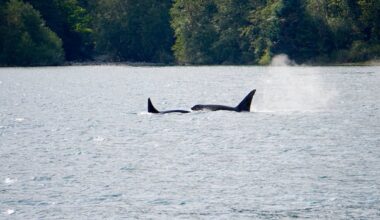He spent years cataloguing orca families' unique dialects. Now you can hear them
