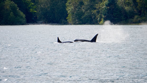 He spent years cataloguing orca families' unique dialects. Now you can hear them