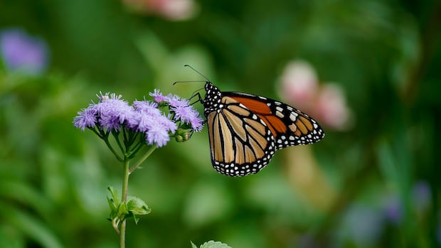1st of 29 monarch butterflies tagged on Canadian Prairies reaches Mexico after perilous migration
