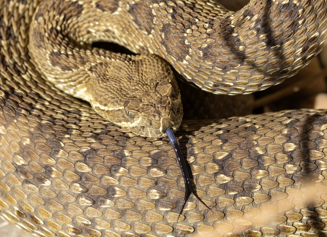 A close-up photo of a rattlesnake.