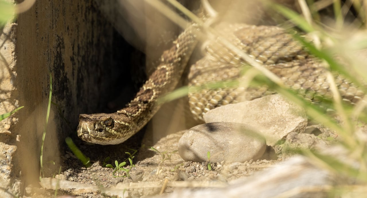 A snake.