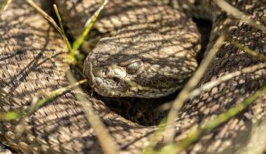 Rattlesnakes abound: Record number of snakes removed in Lethbridge this year