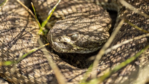 Rattlesnakes abound: Record number of snakes removed in Lethbridge this year