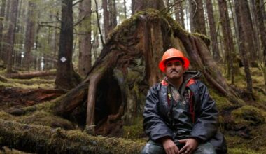 Logging Took Trees the Bears Called Home, so the Haida Nation Built Them New Dens – Mother Jones