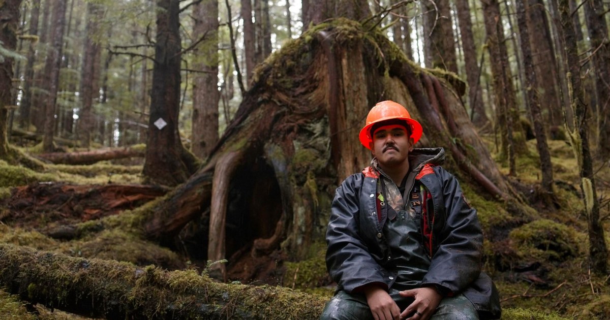 Logging Took Trees the Bears Called Home, so the Haida Nation Built Them New Dens – Mother Jones