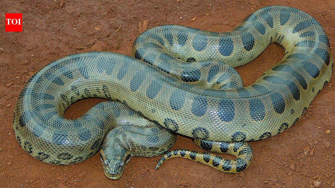 A 100-kg green anaconda can almost vanish in the Amazon; scientists found giant snakes hiding under logs, leaf matter, vegetation, and riverbanks |