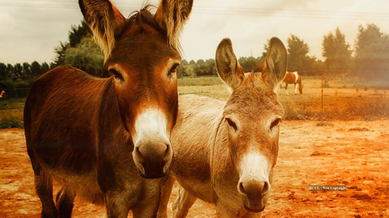 Representative image donkeys