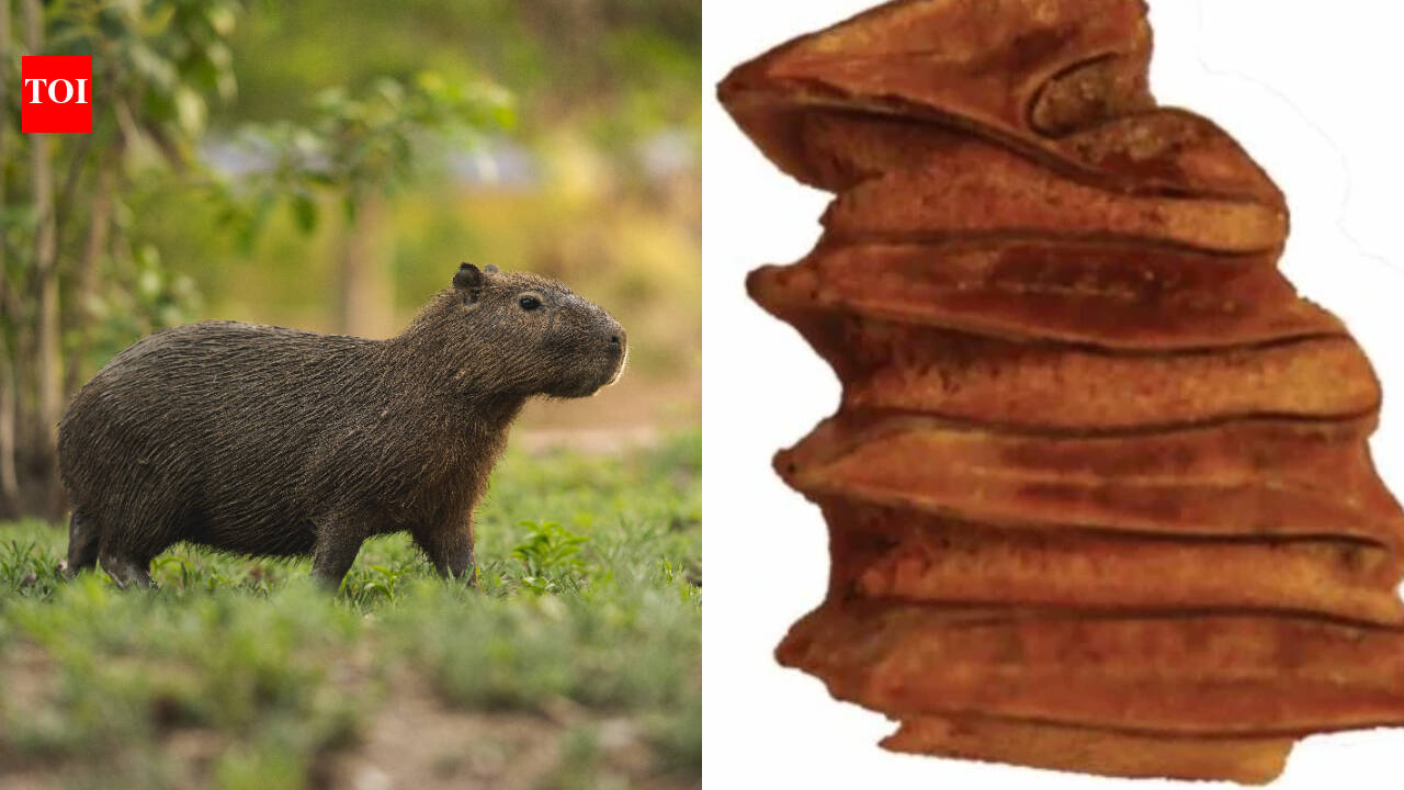 Scientists found a 9-million-year-old capybara relative's tooth in Chile's Atacama Desert, one of Earth's driest places; the water-loving animal adds evidence that the region once supported wetlands and a much wetter climate