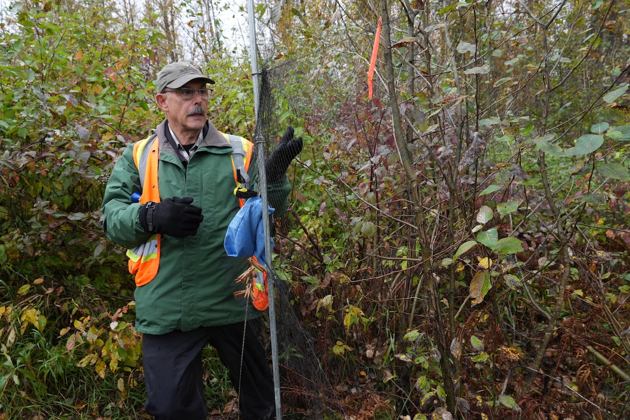 A man inspects a net hung in the forest.
