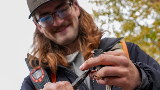 Fort McMurray non-profit launches long-term studies of bird populations in oilsands region
