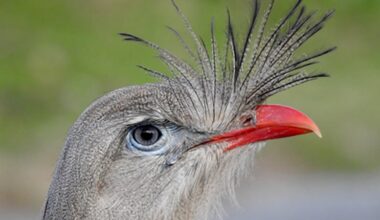 Red Legged Seriema