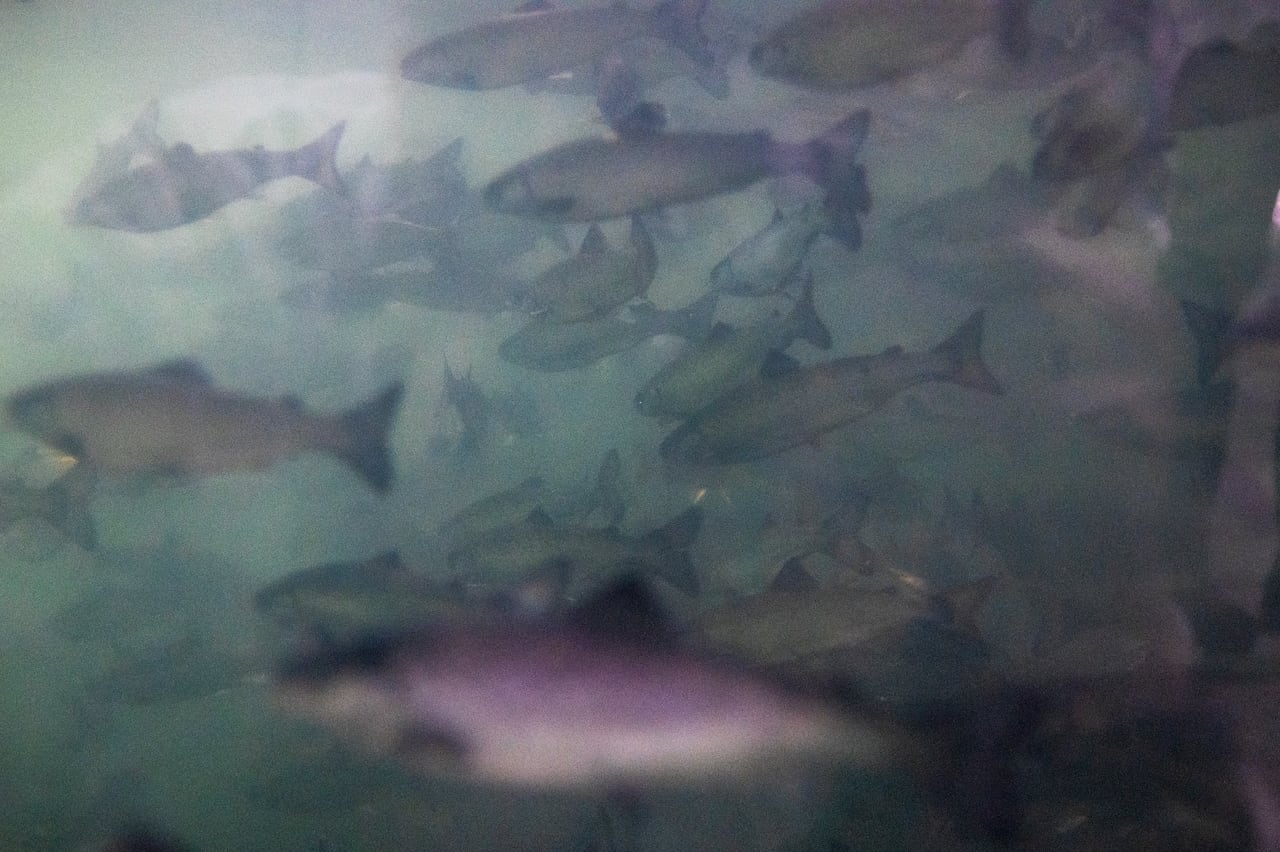 School of fish underwater
