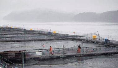 Heart disease found in 5 of 7 open-net salmon farms: study