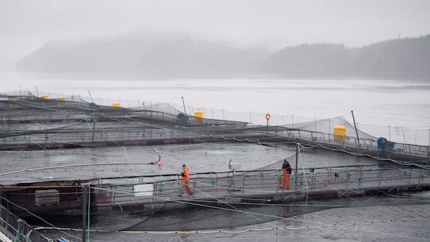 Heart disease found in 5 of 7 open-net salmon farms: study