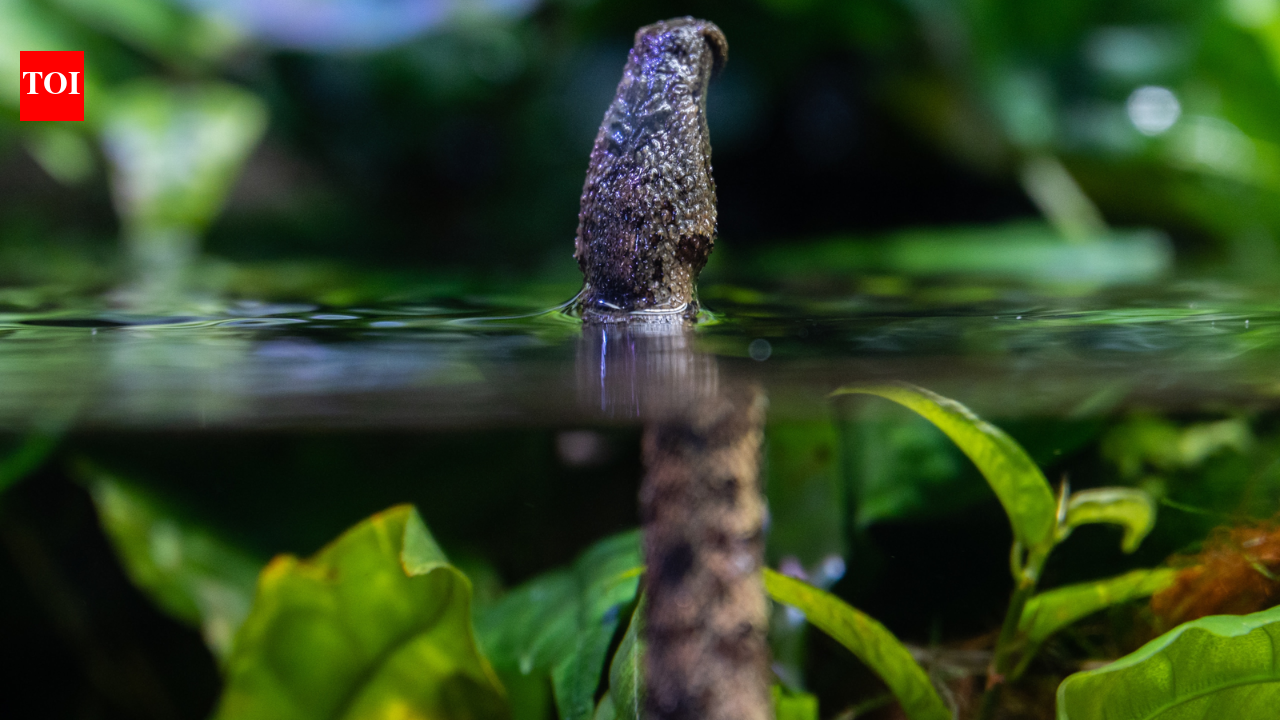 The snake that tricks fish into swimming straight into its mouth: How could a snake respond so effectively to the movement of prey that had not yet happened?