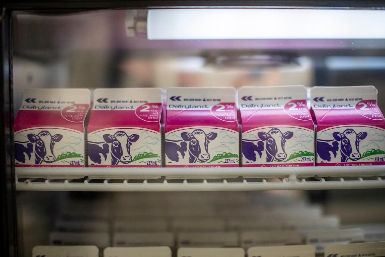 A shelf full of milk cartons sits in a refrigerator.