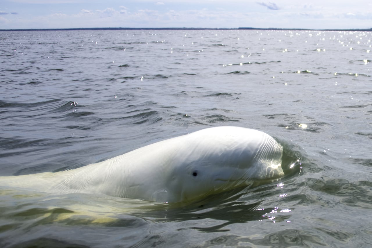 A white beluga whale is seen surfacing in the ocean.