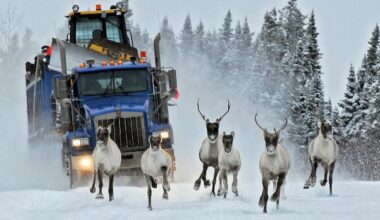 How a loophole in Canada's species-at-risk law can leave wildlife in limbo