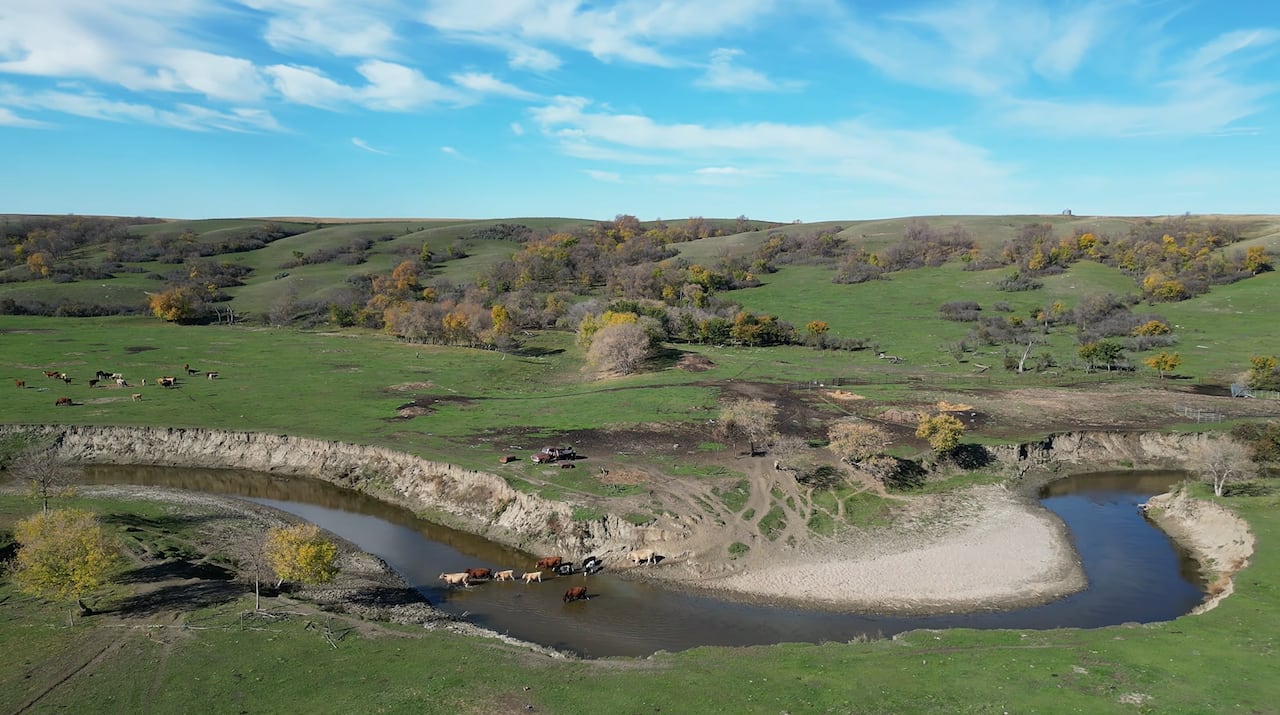 An aerial view of a creek with cattle crossing the water, surrounded by pasture, hills and trees under a blue sky.