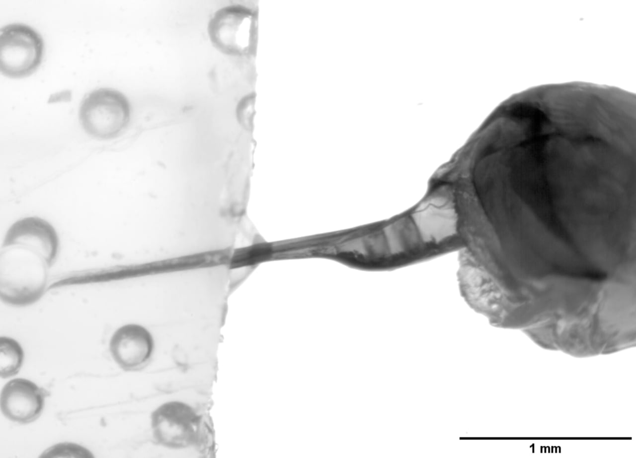 A black and white image of a bulbous venom sac attached to a thin needle-like stinger, with a clear chamber between them that has two distinct elements inside it.