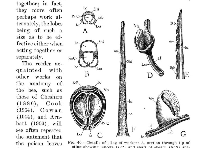 Old text alongside multiple hand-drawn diagrams of a bee's stinger.