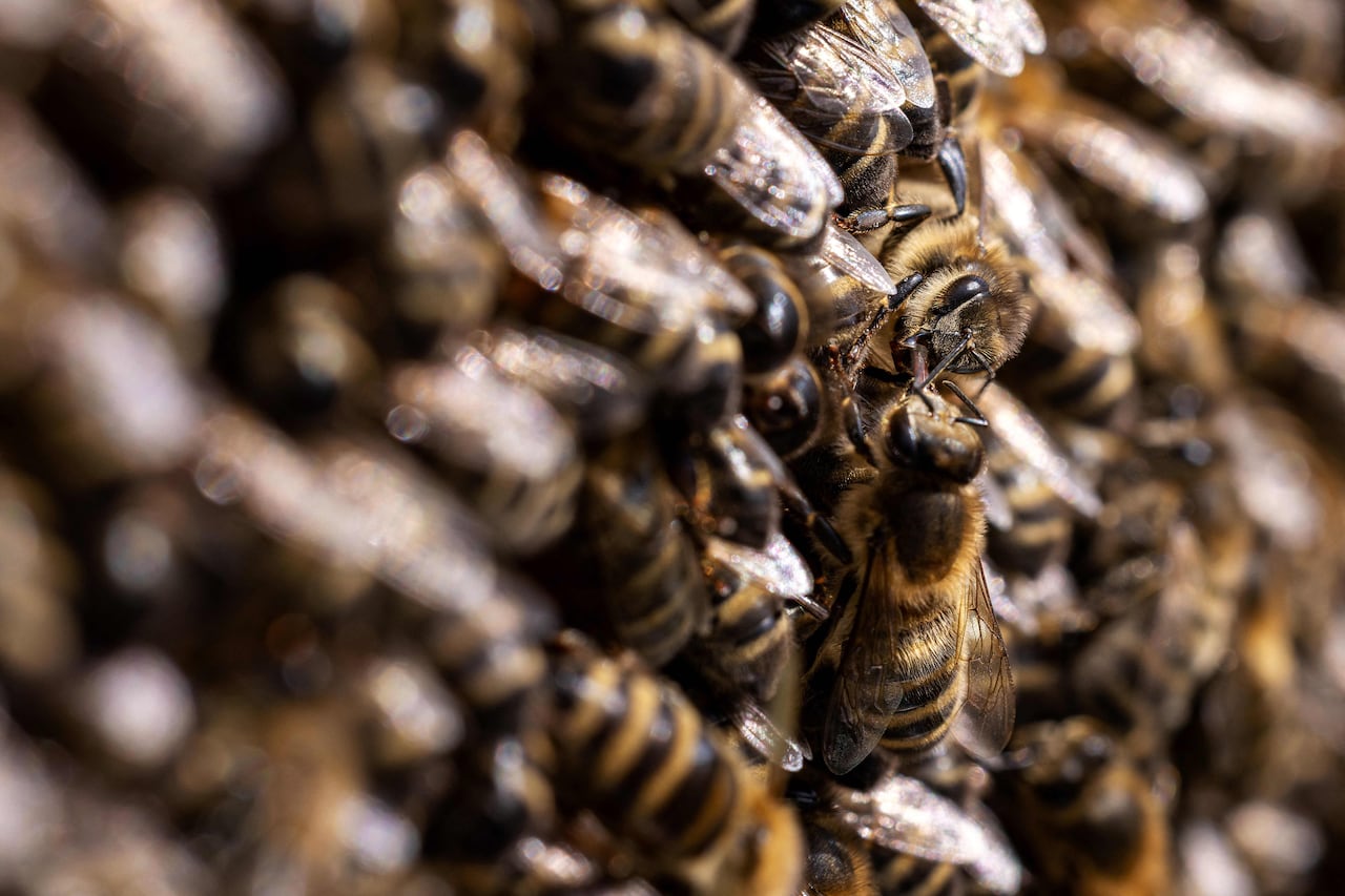 A swarm of honey bees, with characteristic banded stripes, huddle together.