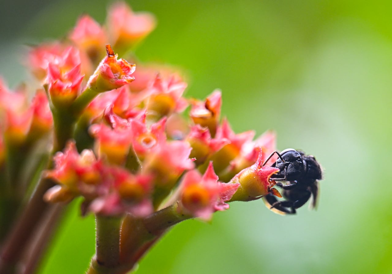 A black bee sits at the edge of a pink flowered plant with green stems.