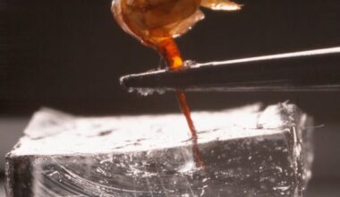 Slow down a honey bee stinging and you see impressive mechanisms at work