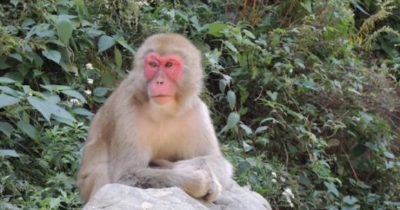 Town in Kanagawa struggling with violent gang of monkeys