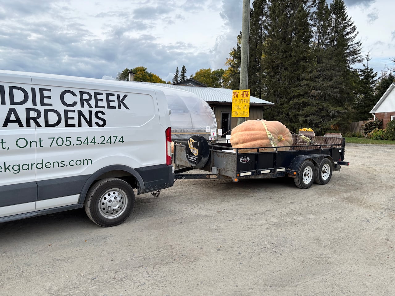 A picture of a giant pumpkin on the back of a parked truck