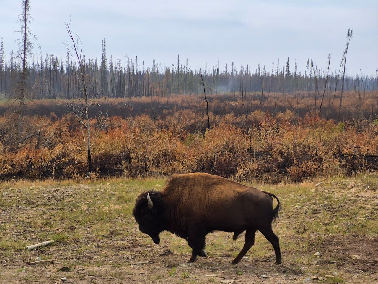 A large brown wood bison bull walking near a recently burned area of forest. Burned trees are visible in a fall season forest.