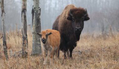 Mapping the genetics of a giant: New research decodes bison DNA