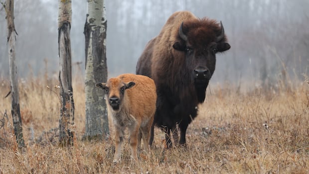 Mapping the genetics of a giant: New research decodes bison DNA
