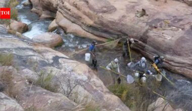 In 2006, Grand Canyon began a major trout-reduction effort in Bright Angel Creek; after invasive brown and rainbow trout were suppressed, the National Park Service says native fish populations increased by more than 400%
