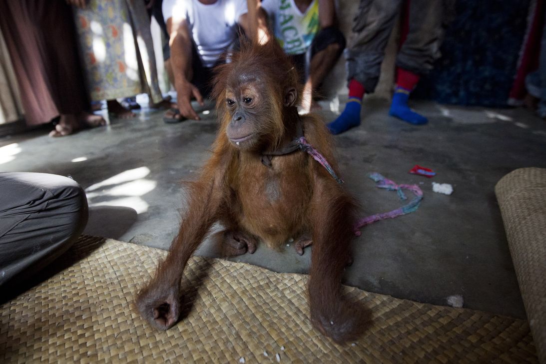 An orangutan in the illegal wildlife trade in Sumatra.