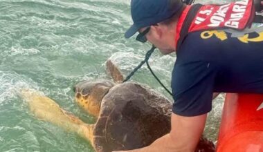WITH VIDEO: Area Coast Guard station saves tangled sea turtle | News