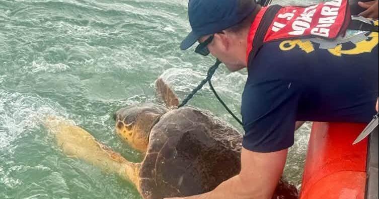 WITH VIDEO: Area Coast Guard station saves tangled sea turtle | News