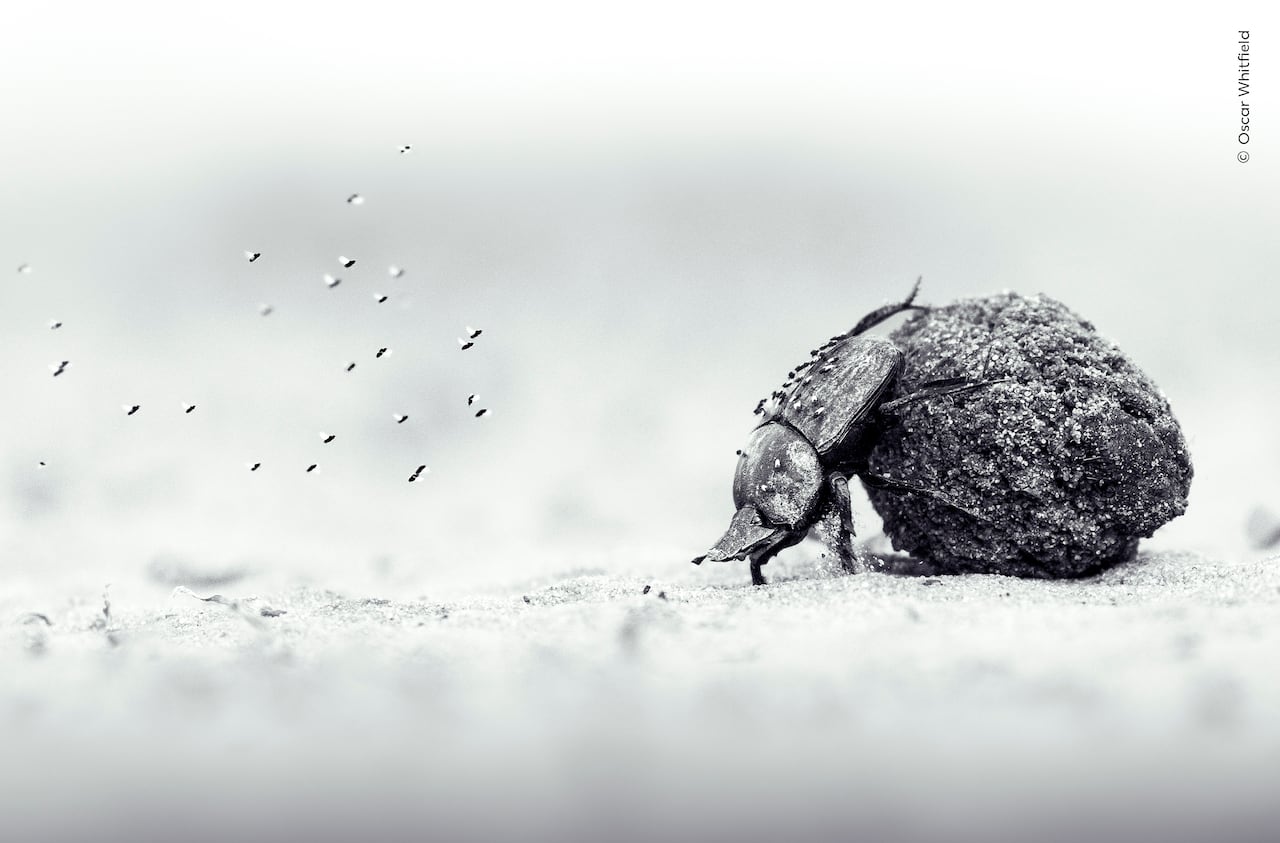 Black and white image of beetle pushing a ball of dung