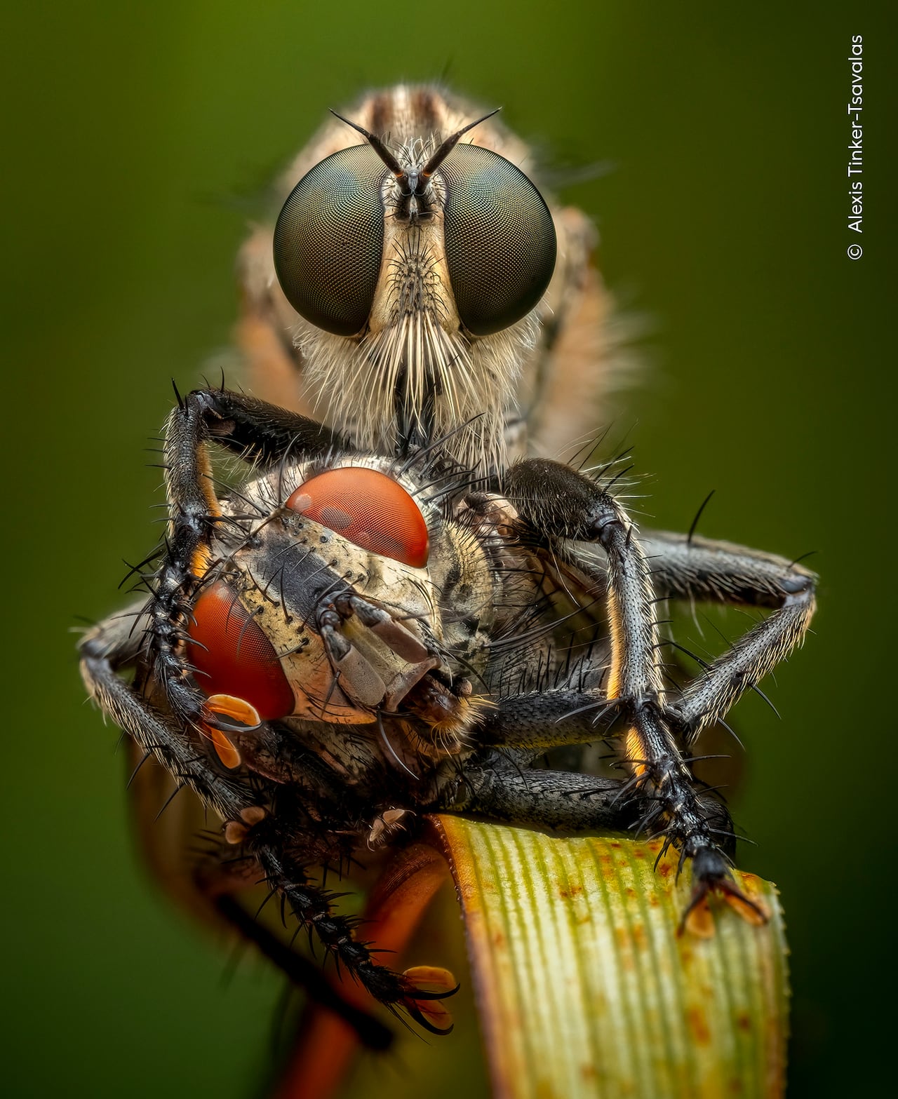 Closeup of a fly preying on another fly