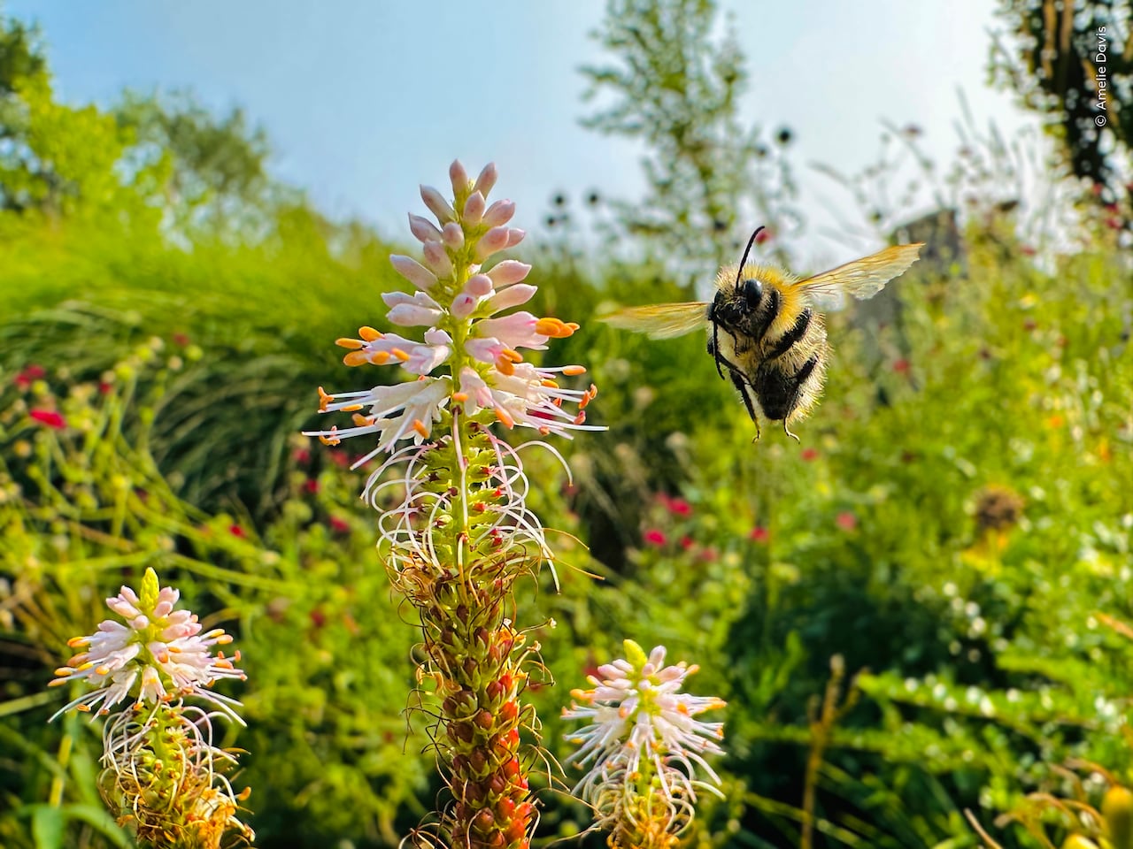 Bee in mid-air with wings outstretched beside flowers