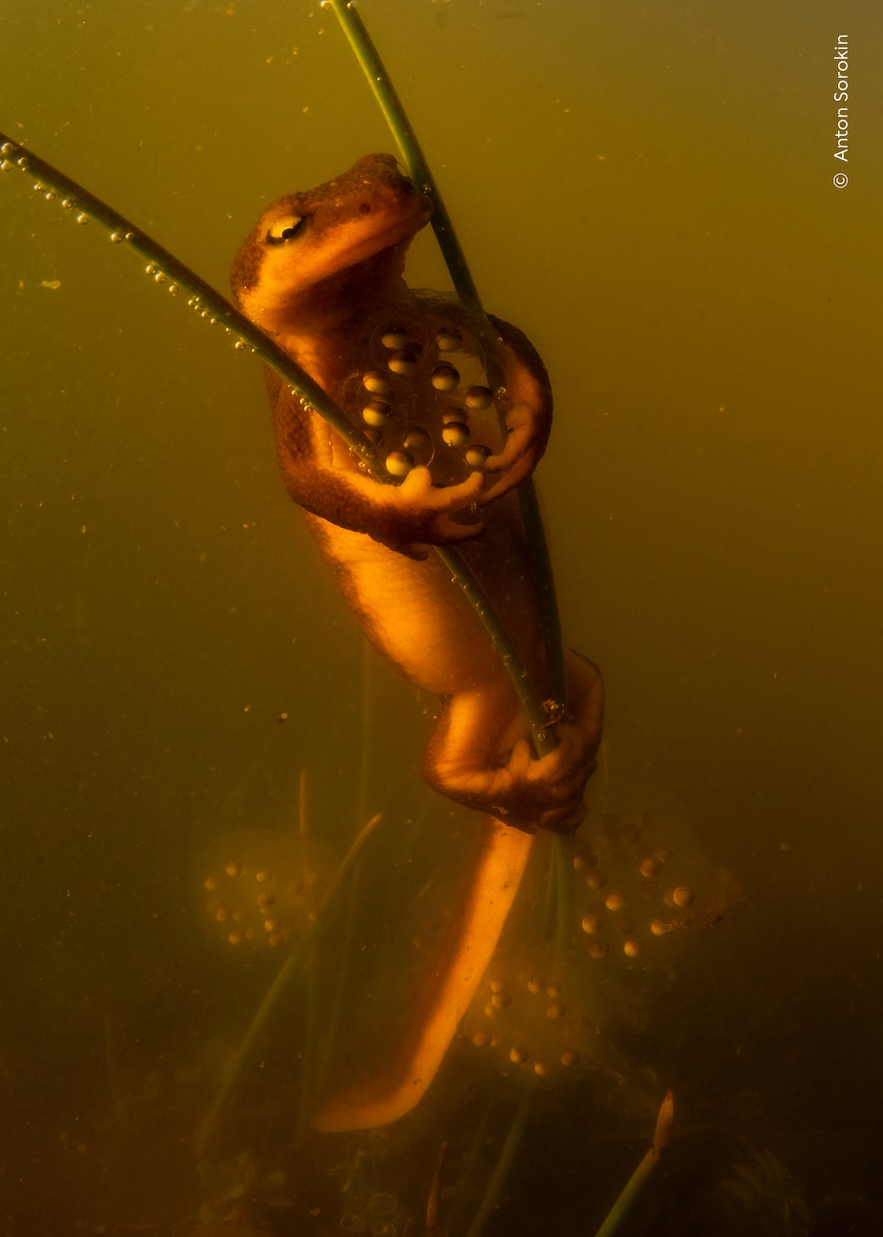 Newt on a plant stem with eggs