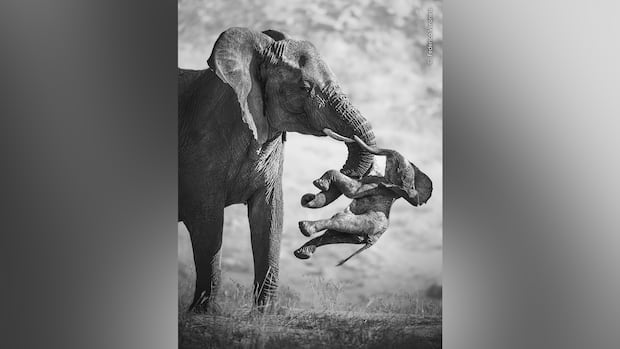 Mournful elephant mom wins 2026 Wildlife Photographer of the Year