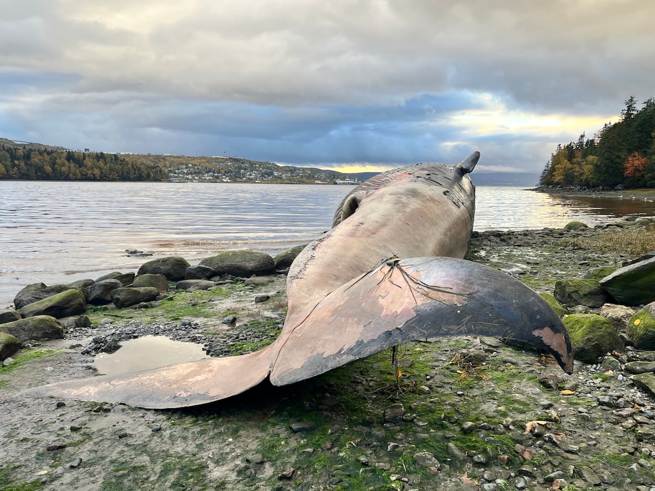 A whale from the back.