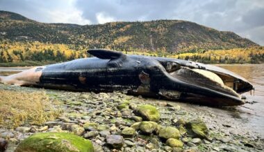 'Going to be a bad stink,’ says man about rotting dead whale on Newfoundland’s west coast